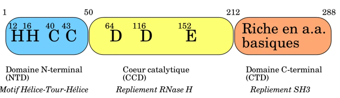 Figure 2.2 – Les trois domaines de l’int´ egrase. Les r´esidus HHCC et DDE