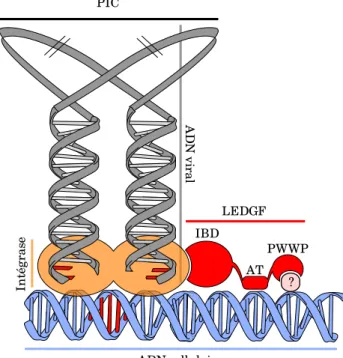 Figure 2.7 – Rˆ ole du LEDGF dans le cycle viral du VIH-1. Le LEDGF inter-