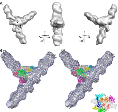 Figure 3 : Exemple de combinaison de méthodes de résolution de structures de protéine