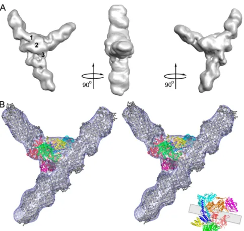 Figure 3 : Exemple de combinaison de méthodes de résolution de structures de protéine