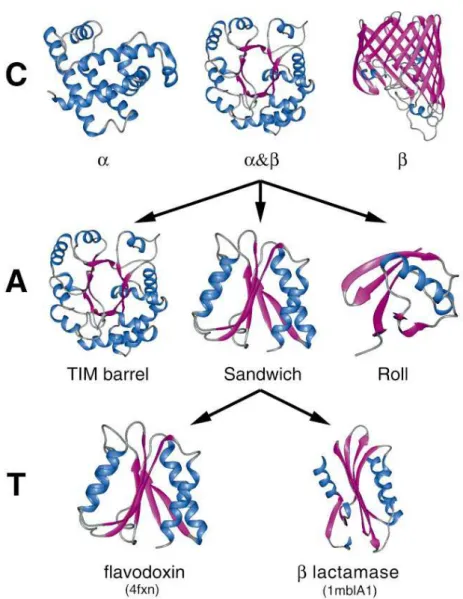 Figure 7 : exemple de classification hiérarchique présente dans les différents niveaux de CATH