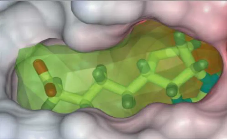 Figure 11 : Exemple de site de liaison détecté par la méthode PocketFinder sur la structure 2IZI