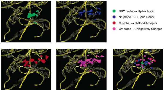 Figure 13 : Exemple d’analyse de la protéine kinase 1H1S avec les champs de force de GRID-MIFs