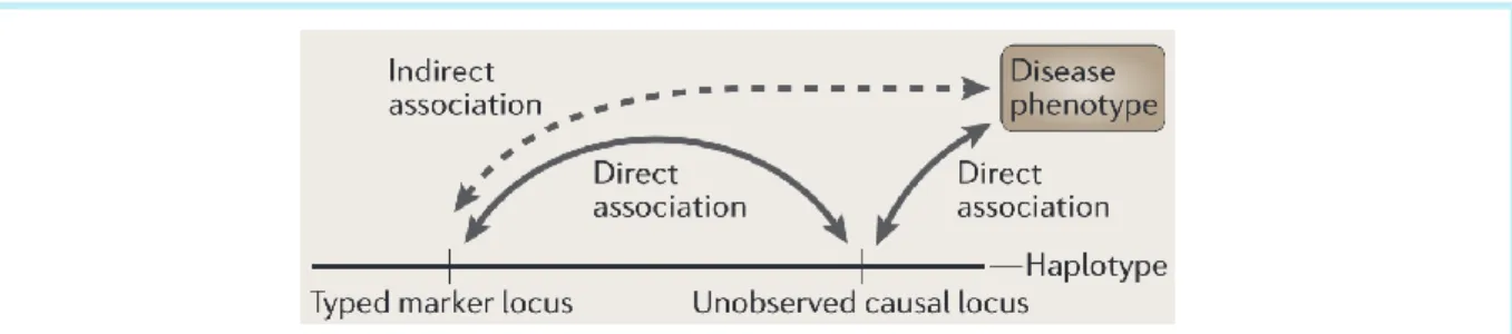 Figure  1.15.  Conséquences  du  déséquilibre  de  liaison  (Balding,  2006).  Le  lien  direct  entre  le 