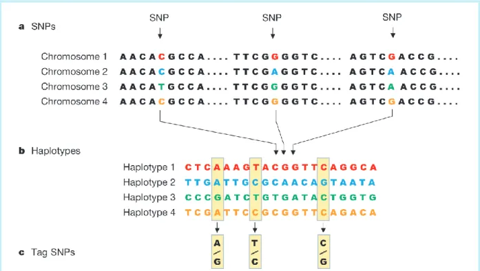 Figure 1.16. Détermination de blocs haplotypiques et  tag SNPs (International HapMap Consortium, 