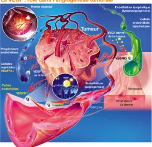 Figure 1.3 – Le rôle du VEGF dans la croissance tumorale Source : http ://www.illustration-medicale.fr/