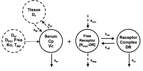 Figure 1.9 – Schéma du modèle TMDD général. Source : Mager et Jusko (2001) Le médicament dans le compartiment central peut se distribuer dans des sites tissulaires non spécifiques (D T ), s’éliminer du système (k el ), ou se lier (k on ) à une cible