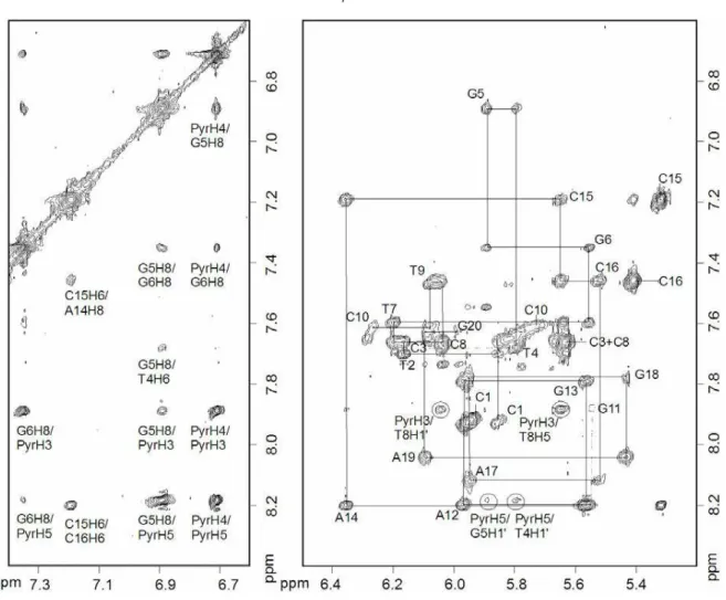 Figure 3. Contour plots of two regions of the 200 ms NOESY spectrum of duplex dsII. a: The  region of the cross-peaks of the pyrazole protons