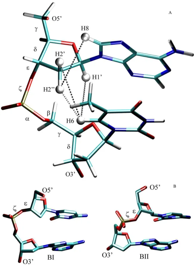 Figure 1. A:  Atom and torsion angle labeling for a DNA dinucleotide. The four interproton distances H1'(n)-H68 (n+1),  H2'(n)-H68(n+1),  H2"(n)-H68(n+1), and H2"(n)-H68(n)  are  marked  with dashed  lines