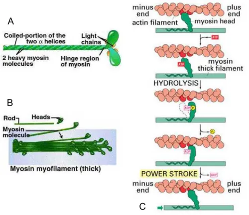 Fig. 1.8 – La myosine II et son interaction avec les microfilaments d’actine [D’après [1] et S