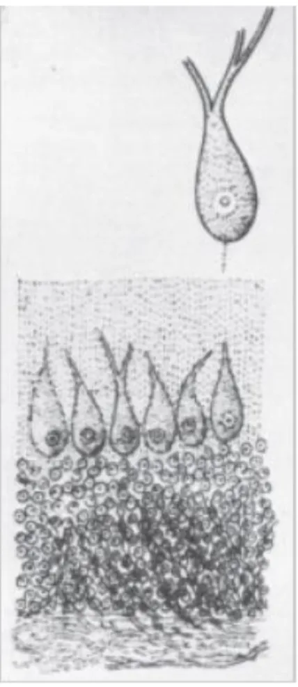 Fig 4: First Purkinje cell illustration. 
