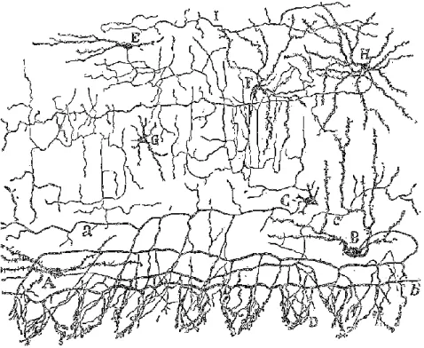 Fig 8: MLIs from rabbit cerebellum. 
