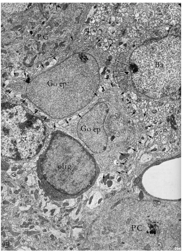 Fig 12: Electron micrograph showing Bergman cells and oligodendrocyte close to  Purkinje cell somata