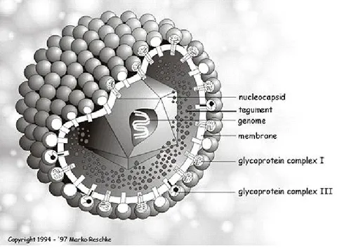 Figure 2: Structure des herpesvirus.  Le double-brin d’ADN viral est renfermé dans une