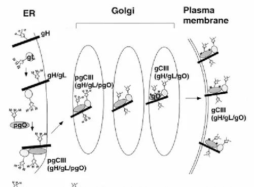 Figure 3: Cycle de maturation du complexe gCIII.  D’après Huber et Compton, 1999 B.2.  Les protéines du tégument 
