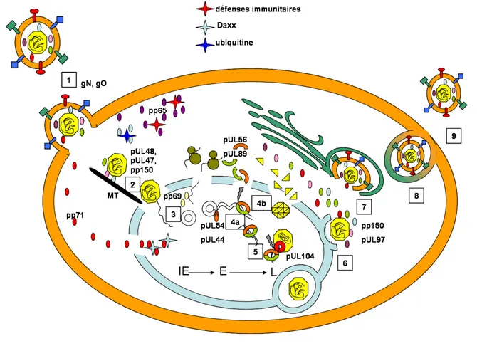 Figure  6: Modèle simplifié du cycle d’infection du CMVH.  1. Entrée  du virus par