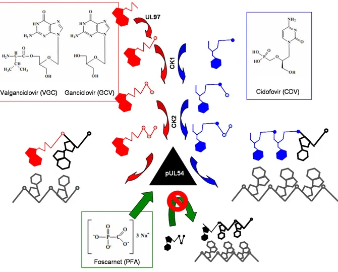 Figure  9:   Structures   et   mécanismes   d’action   d’inhibiteurs   de   la   synthèse   d’ADN viral