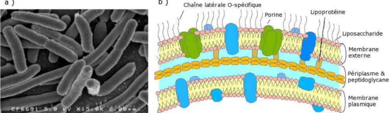 Fig. 3.1: Caract´eristiques de E. coli. a) La bact´erie vue au microscope ´electronique