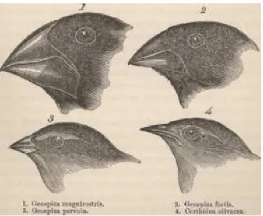 Figure 0.1 : Les pinsons de Darwin, vus par le naturaliste dans les îles Galapagos,