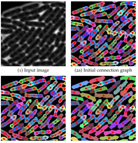 Figure 19: Connection graph simplification. A typical cell image (1), the initial connection graph of blobs (2a), and the two steps of the graph simplification process (2b and 2c), iterated until convergence