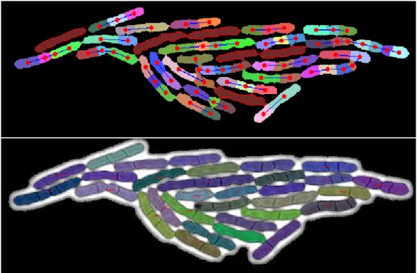 Figure 25: Missing blob. (Above) The simplified blob graph obtained by the over-segmentation process, and (Below) a chunk of a cell corresponding to a small blob is missing from the final  segmen-tation (red vectors represent the cells speeds)