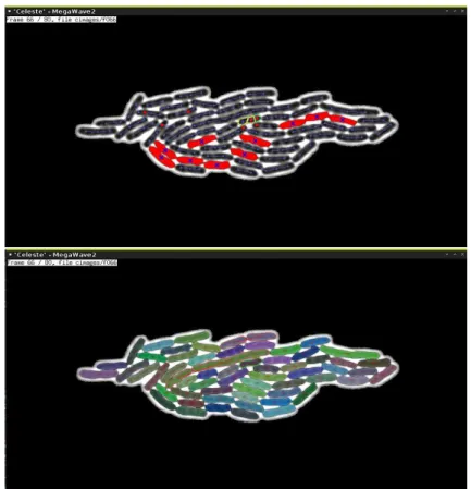 Figure 29: Céleste. Screenshots from the Céleste segmentation and tracking suite permitting the easy visualization and correction of the segmentation and lineages of the cells.