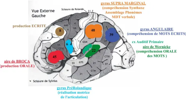 Figure 1 : Localisation des lésions corticales à l’origine d’atteintes aphasiques  Corrélation avec les aires de Brodmann 7