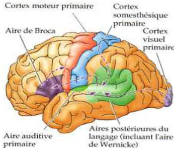 Figure 2 : Principales aires corticales du langage et jonctions importantes. Aires de Wernicke et de Broca :  faisceau arqué (d’arrière en avant) et jonctions sensori-motrices et visuelles 3