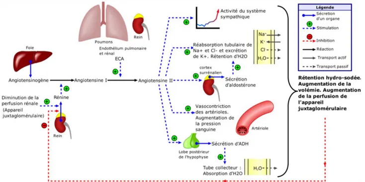 Figure 3 : le Système rénine angiotensine aldostérone 