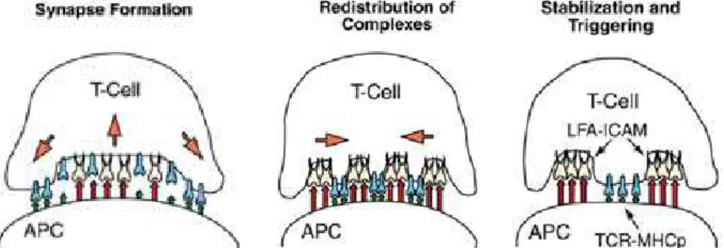Illustration schematique de la formation d’une synapse imunologique. (Qi, 2001).