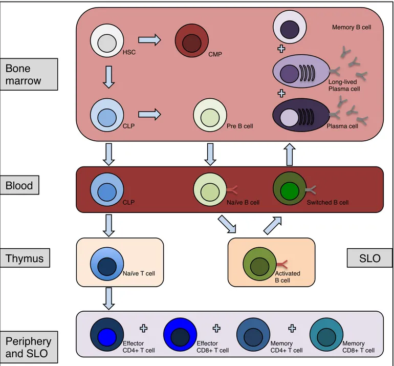 Figure 3. Lymphocyte development.  