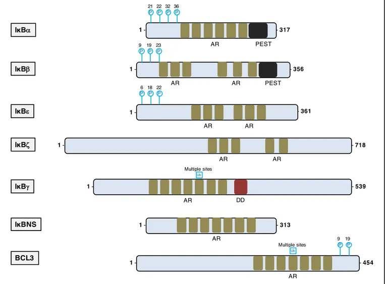 Figure 9. The mammalian inhibitors of NF-κB family.  