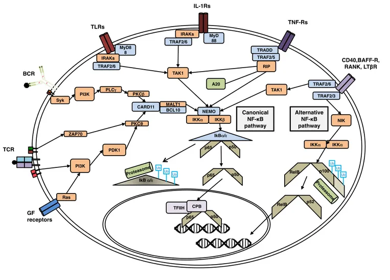 Figure  11.  A  synthetic  view  of  the  canonical  and  alternative  NF-κB  activation  pathways  in  a  mammalian cell