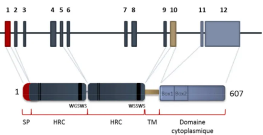 Figure 7 : Structure du gène c-mpl et de la protéine associée 