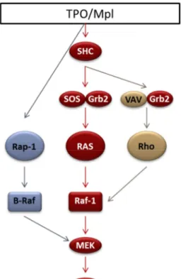 Figure 14 : ERK est activée par différentes  voies en réponse à la TPO 
