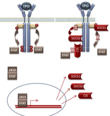 Figure 16 : Rôle des SOCS dans  l’inhibition de la signalisation TPO.  