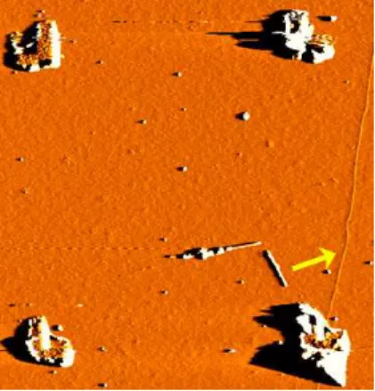 Figure 3.6 – Image AFM d’un MW ` a proximit´e d’un SW. L’op´eration de d´eplacement va mener le MW sur le SW (fl`eche)