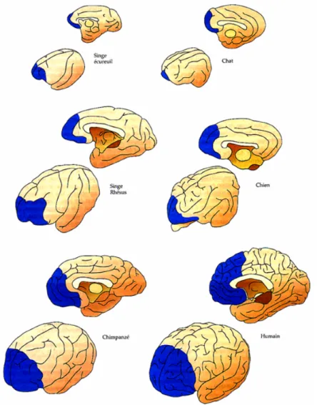 Figure 16. Taille du cortex préfrontal chez divers mammifères. Le pourcentage relatif de cortex 