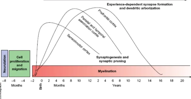 Figure 18. Décours temporel schématique du développement cérébral humain. Adapté de 