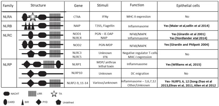 Figure 4. NOD-Like Receptors (NLRs) structure and function. (Adapted from (Motta et al., 2015)