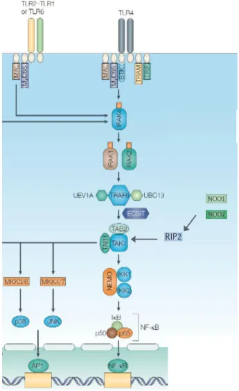 Figure 5. Signalling cascade activated following TLR and NOD 1/2 activation. (Adapted from Liew et 