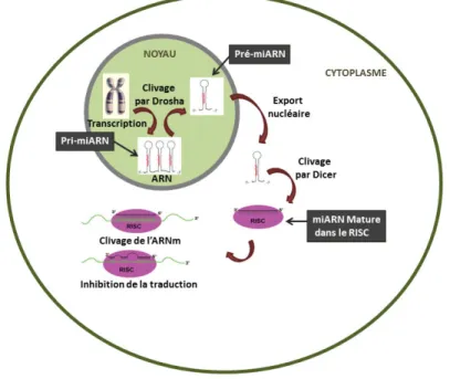 Figure  3  : Schéma représentatif de la biogénèse et du mécamisme d’action des  microARNs dans les cellules mammifères