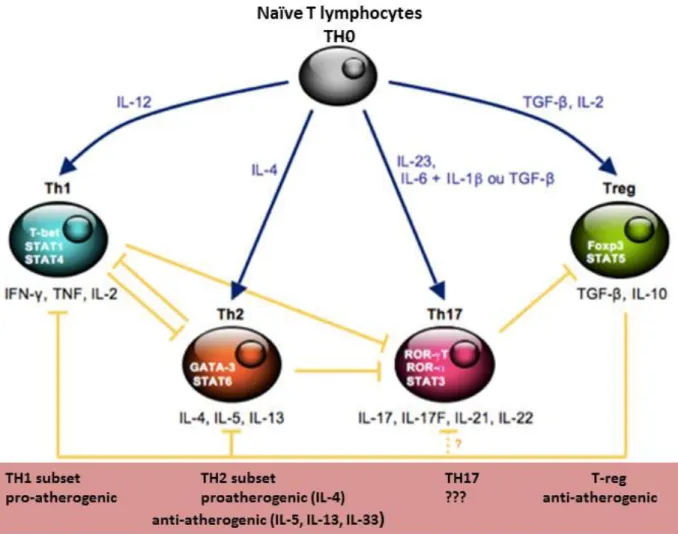Figure  7:  Role  of  different  CD4  T  cell  subsets  in  atherosclerosis,  (modified  from  Aitoufella et al, Immunol, 2009) 