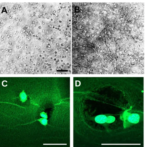 Figure 4.13 Representative images of the behavior of fibroblasts seeded within fibrin patches
