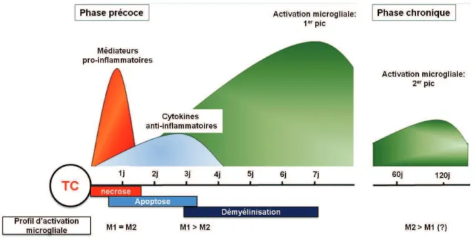 Figure 8 : Schma reprsentatif de lÕactivation microgliale post-TC (Loane &amp; Byrnes, 2010)