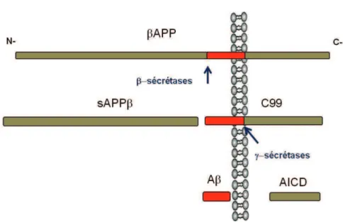 Figure  12 :  La  voie  amylodognique  de  protolyse  du  §APP.  LÕaction  des  !-scrtases  sur  le 