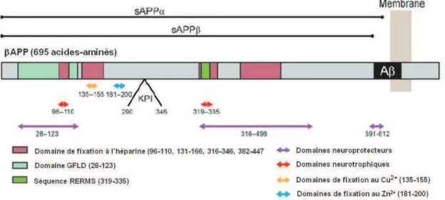 Figure 14 : Reprsentation  des  domaines  solubles  sAPP&#34;  et sAPP! (DÕaprs  Chasseigneaux et  al., 2012)