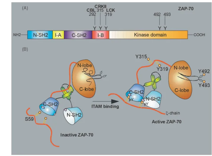 Figure 5. Domain structure and scheme of inactive and active ζ-chain associated protein tyrosine kinase of  70 kDa (ZAP-70)