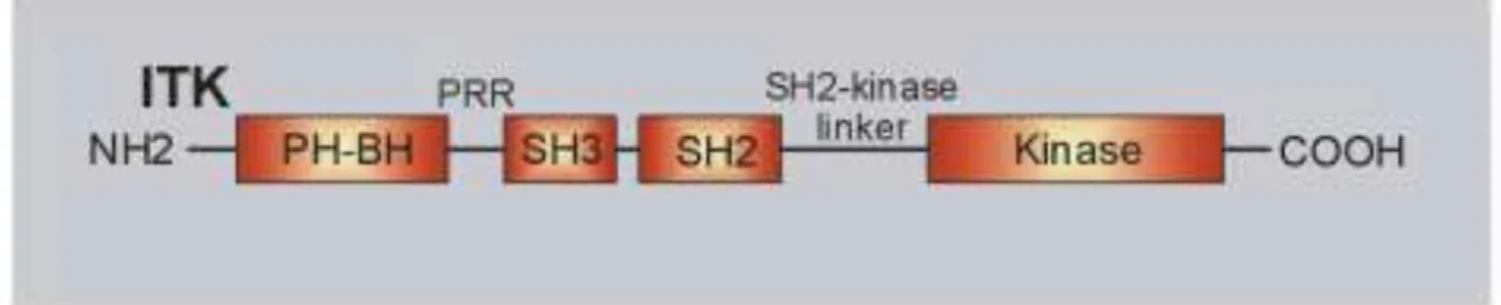 Figure 6. Domain structure of interleukin-2-inducible T cell kinase (ITK). 