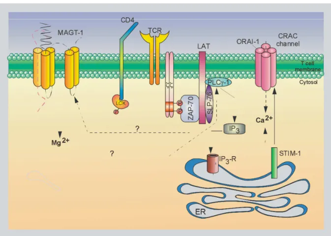 Figure 7. Ca 2+ - and Mg 2+ -signalling in T cells. 